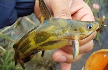 黃顙魚(yú)養(yǎng)殖案例